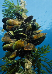 Greenlip Mussels Omega3